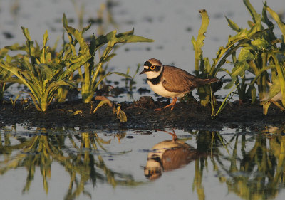 Little Ringed Plover