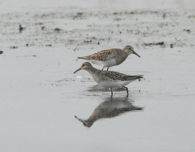 Pectoral Sandpiper