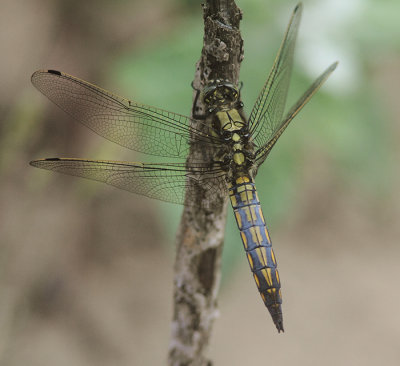 Black-tailed Skimmer