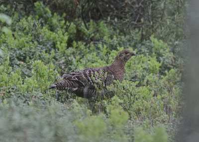 Black Grouse