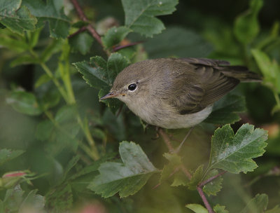 Garden Warbler