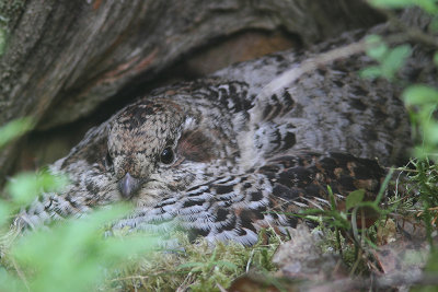 Hazel Grouse