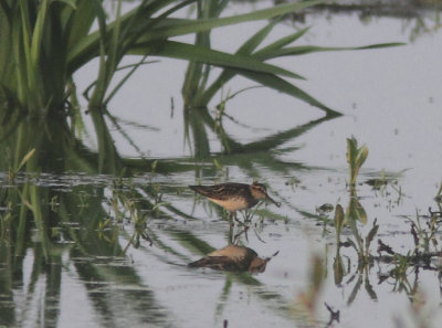 Broad-billed Sandpiper