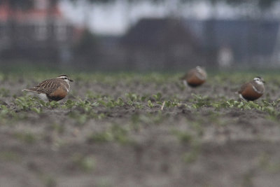 Dotterel