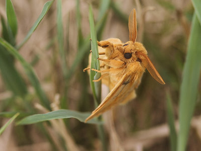 The Drinker moth