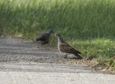 Turtle Dove