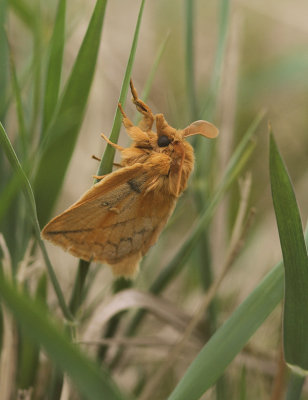 The Drinker moth