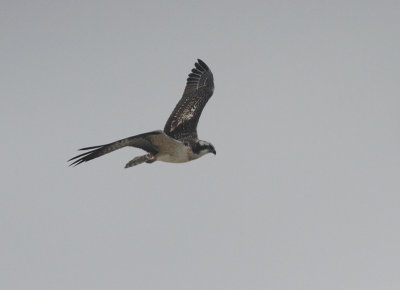 Osprey