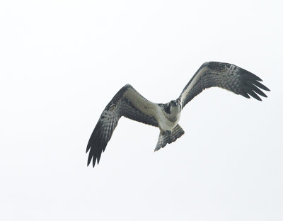 Osprey