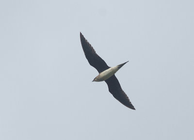 Black-winged Pratincole