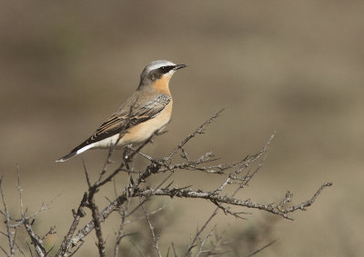 Greenland Northern Wheatear