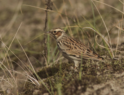 Wood Lark