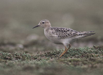 Buff-breasted Sandpiper