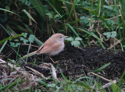 African Desert Warbler