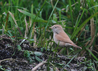 African Desert Warbler