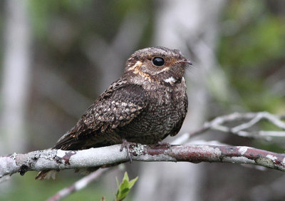 Madagascar Nightjar