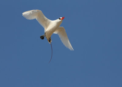 Red-tailed Tropicbird