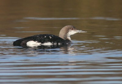 Black-throated Loon