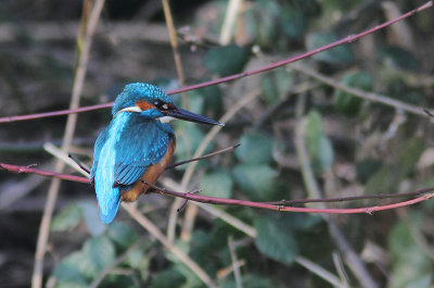 Common Kingfisher