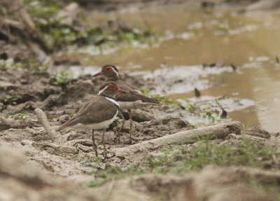 Forbes's Plover 