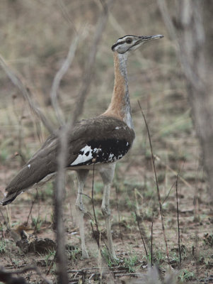 Denham's Bustard