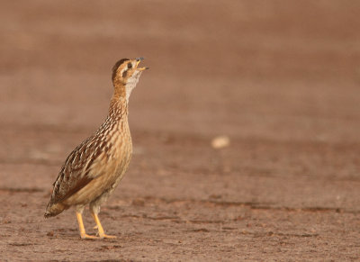 White-throated Francolin 
