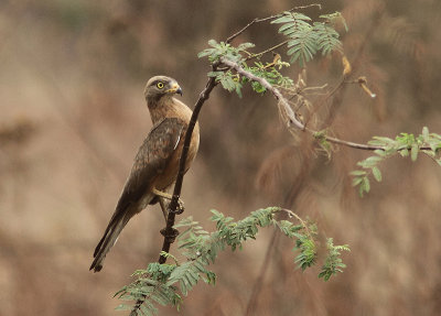 Grasshopper Buzzard