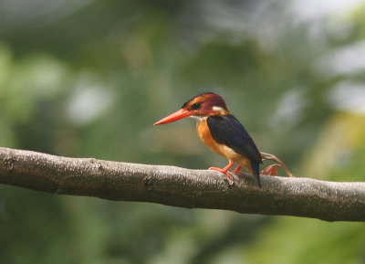 African Pygmy-kingfisher