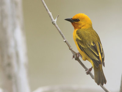 Orange Weaver 