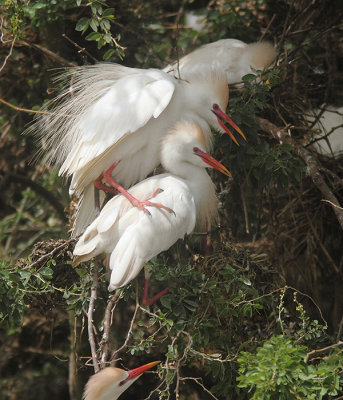 Cattle Egret 