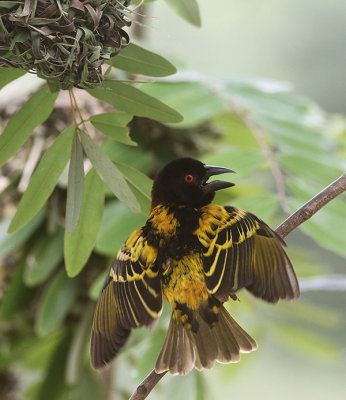 Village Weaver