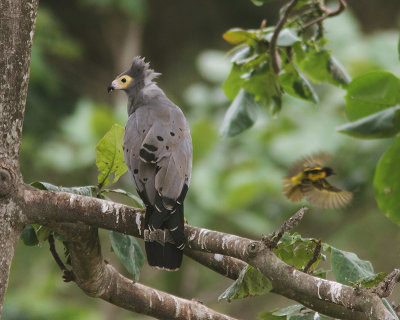 African Harrier-hawk