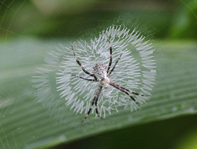 Spider sp