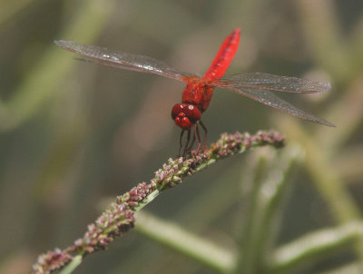 Dragonfly spec