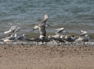 Slender-billed Gull and Greater Crested Tern