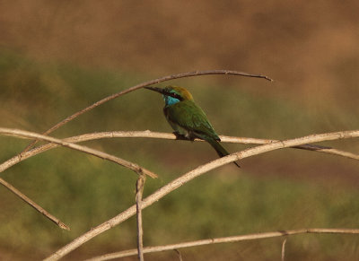  Arabian Green Bee-eater