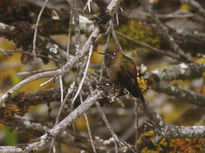 Bronze-tailed Thornbill