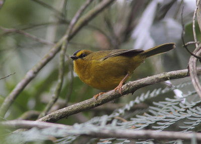 Black-crested Warbler