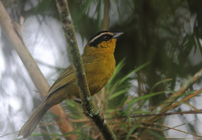 Black-capped Hemispingus 