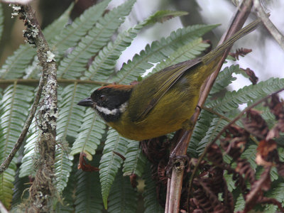 Moustached Brush-Finch