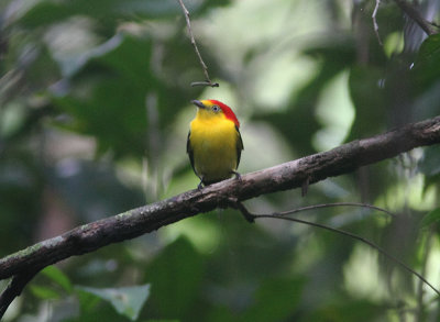 Wire-tailed Manakin