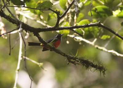 Rose-breasted Chat