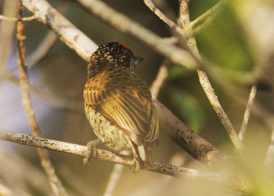 Golden-spangled Piculet