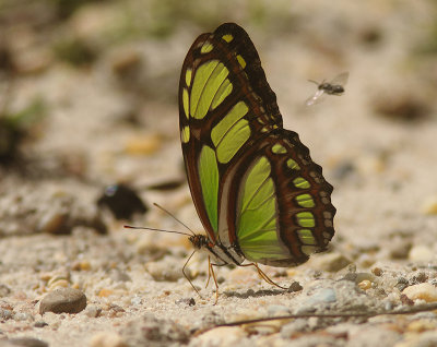 Dido Longwing