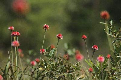 Inrida flowers