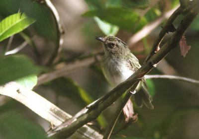 Helmeted Pygmy-tyrant