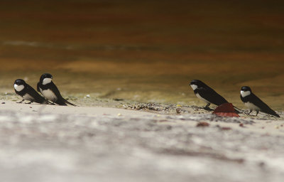 Black-collared Swallow