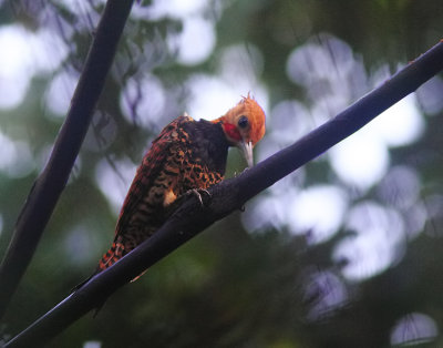 Amazonian Black-breasted Woodpecker