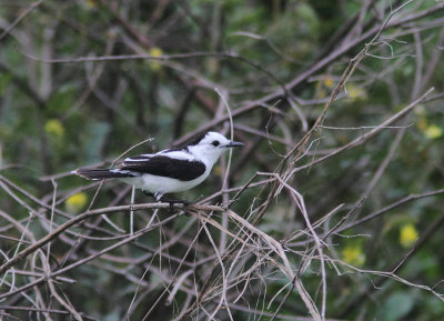 Pied Water-tyrant