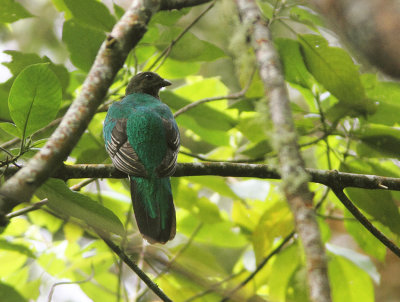 White-tipped Quetzal